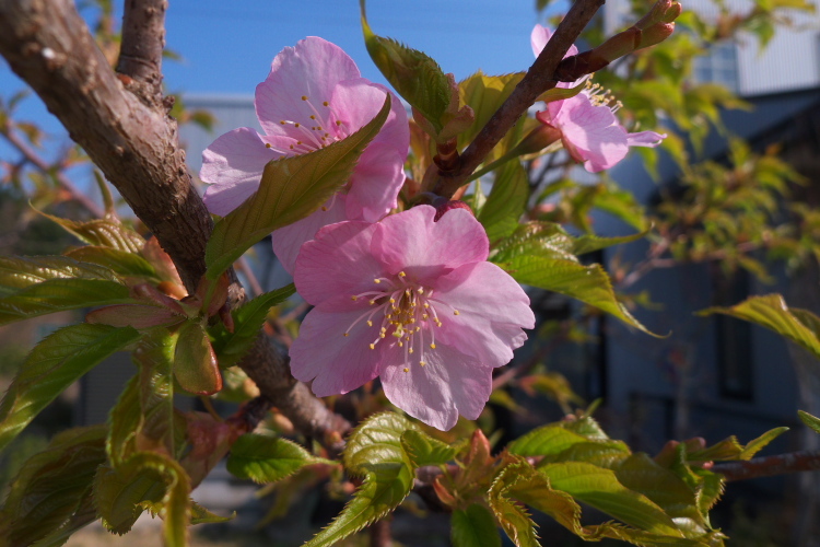 御立山公園　～河津桜_f0130601_22243069.jpg