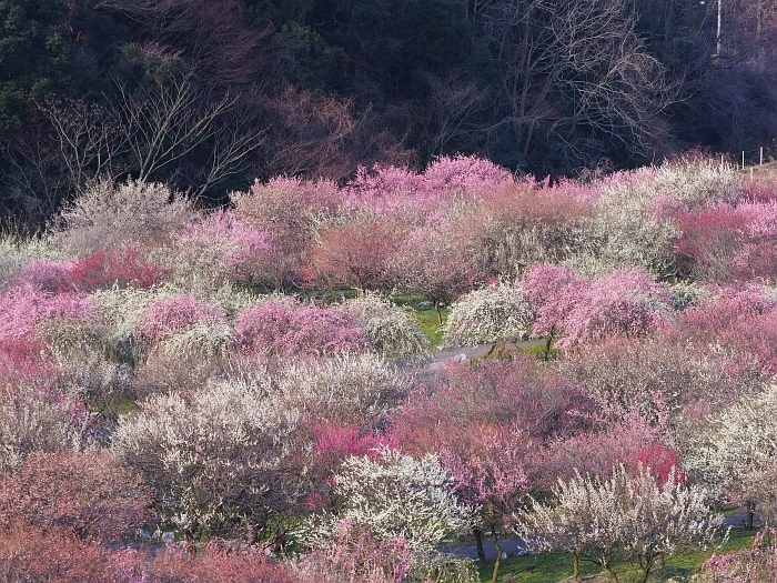 いなべ市農業公園の梅まつり　2017　その2_e0075403_19313049.jpg