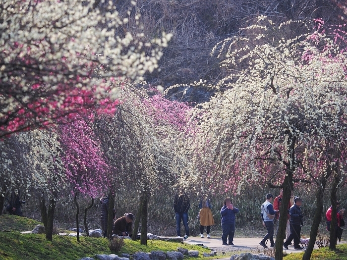 いなべ市農業公園の梅まつり　2017　その2_e0075403_19332264.jpg