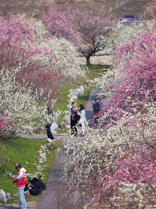 いなべ市農業公園の梅まつり　2017　その2_e0075403_19350708.jpg