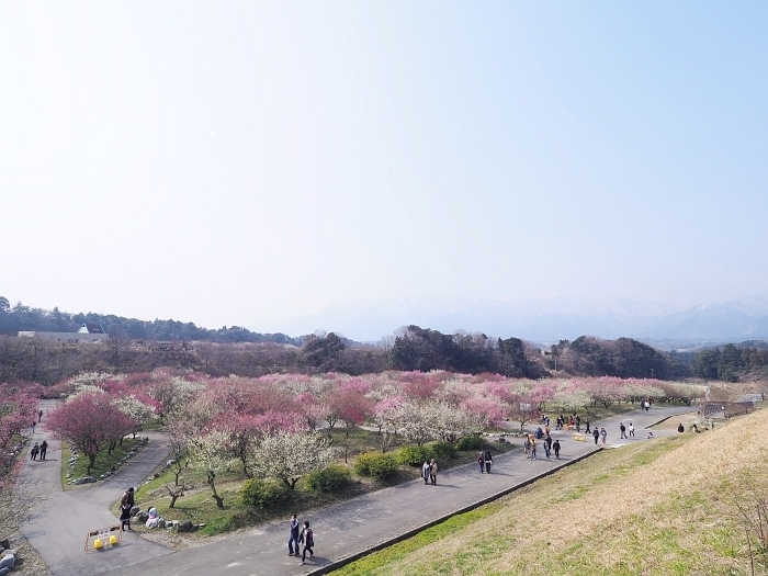 いなべ市農業公園の梅まつり　2017　その2_e0075403_19351567.jpg