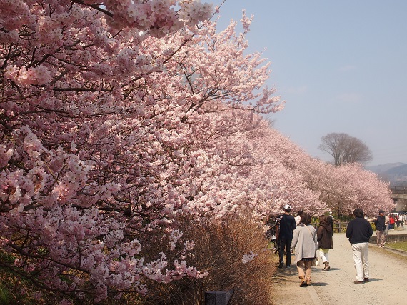 春めき桜を見にー南足柄市 松田町･一の堰ハラネ地区(2017.03.19)_e0245404_2245698.jpg