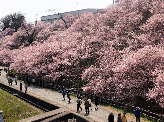 春めき桜を見にー南足柄市 松田町･一の堰ハラネ地区(2017.03.19)_e0245404_2353794.jpg