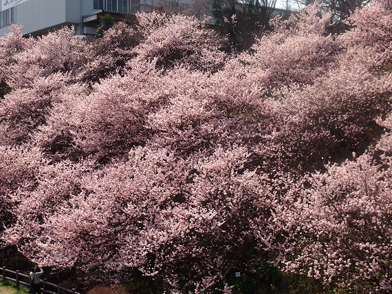 春めき桜を見にー南足柄市 松田町･一の堰ハラネ地区(2017.03.19)_e0245404_2355028.jpg