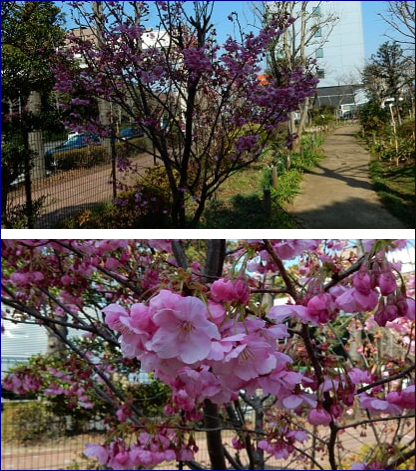 世田谷の砧公園まで散歩の春風景…2017/3/20_f0231709_21474347.png