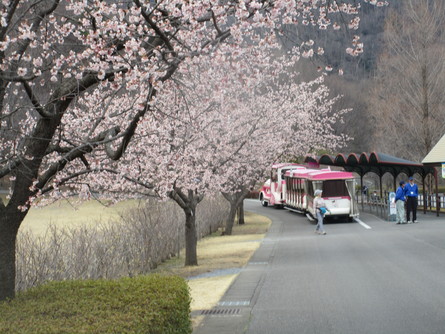 ８２５）春のお彼岸、三毳山早春の花まつり。_b0029010_849624.jpg