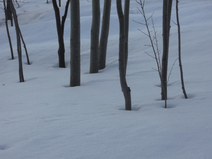 雪解けが進む 根開き の光景 ときどきの記 From 小樽