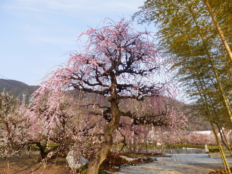 春花を尋ねて_f0219710_06533603.jpg