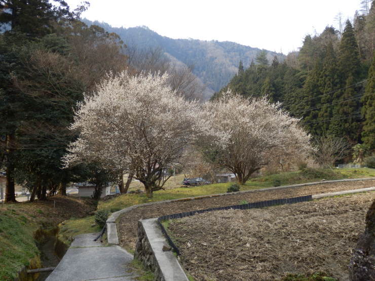 春花を尋ねて_f0219710_06555233.jpg
