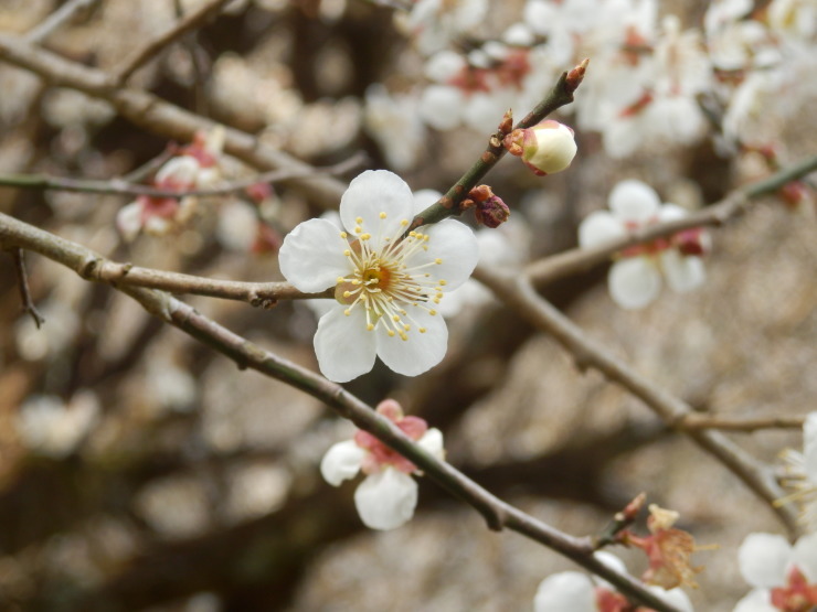 春花を尋ねて_f0219710_06564098.jpg