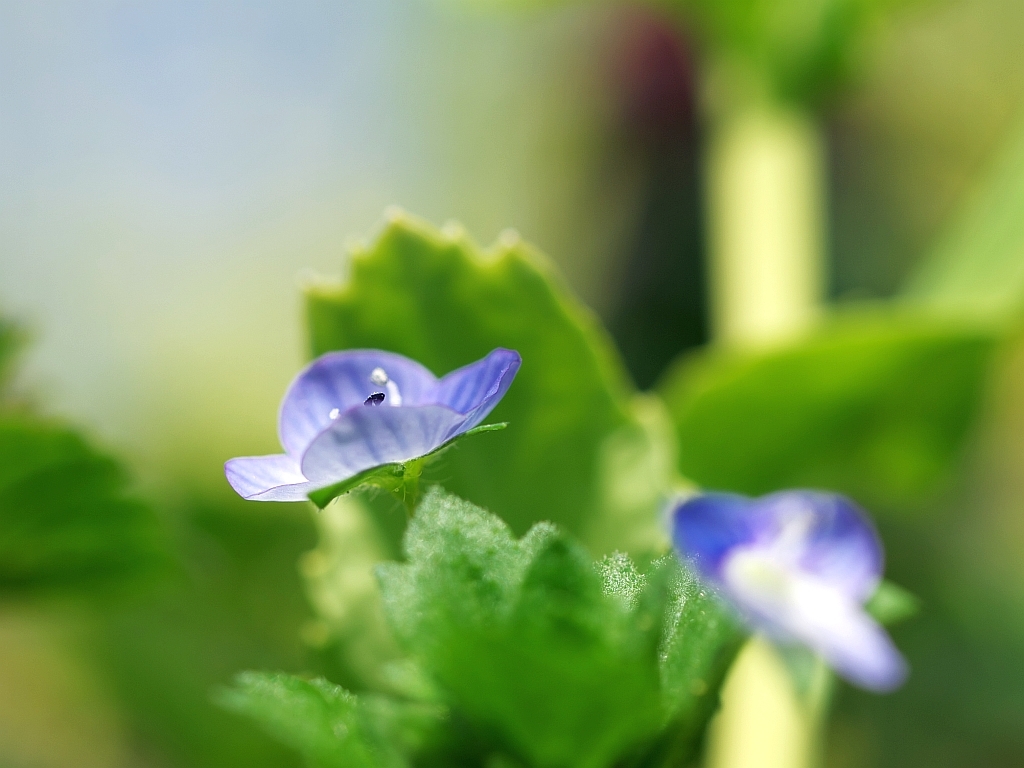 菜の花畑の足元_e0364711_18253863.jpg