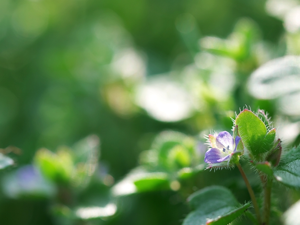 菜の花畑の足元_e0364711_18262450.jpg