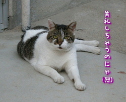 a0287517_10232779.jpg