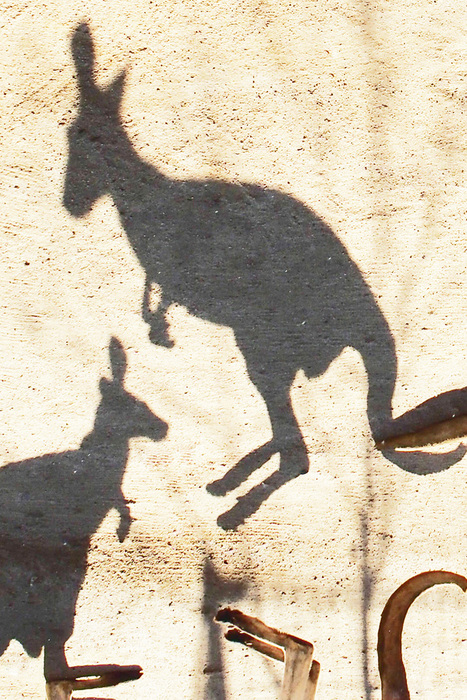 きみにジャンプ アカカンガルー すきなものあつめ