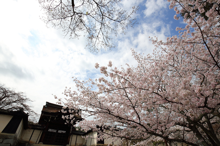 大津の桜 －坂本（後編）－_b0169330_1511320.jpg