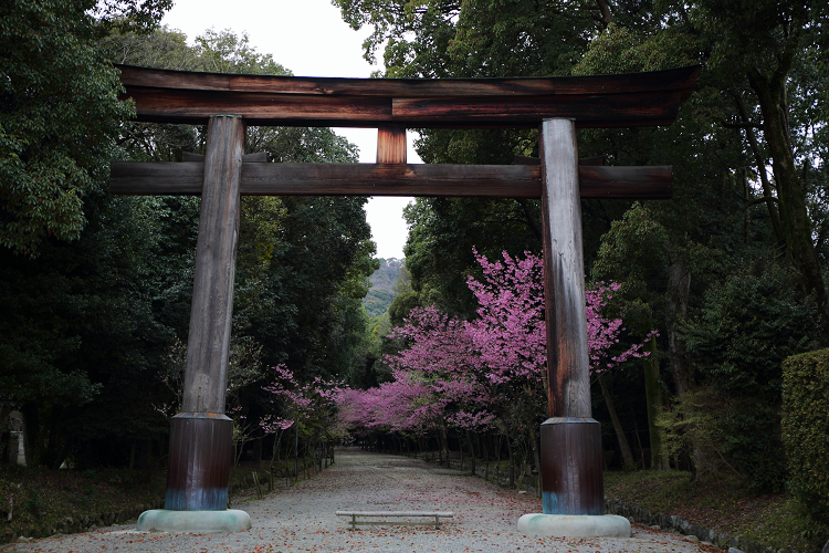 大津の桜 －近江神宮－ _b0169330_1805958.jpg