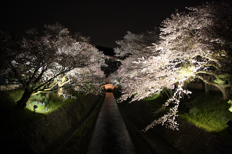 大津の桜 －三井寺・春のライトアップ（前編）－_b0169330_23384797.jpg