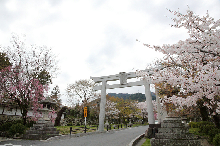 大津の桜 －坂本（前編）－ _b0169330_8453527.jpg