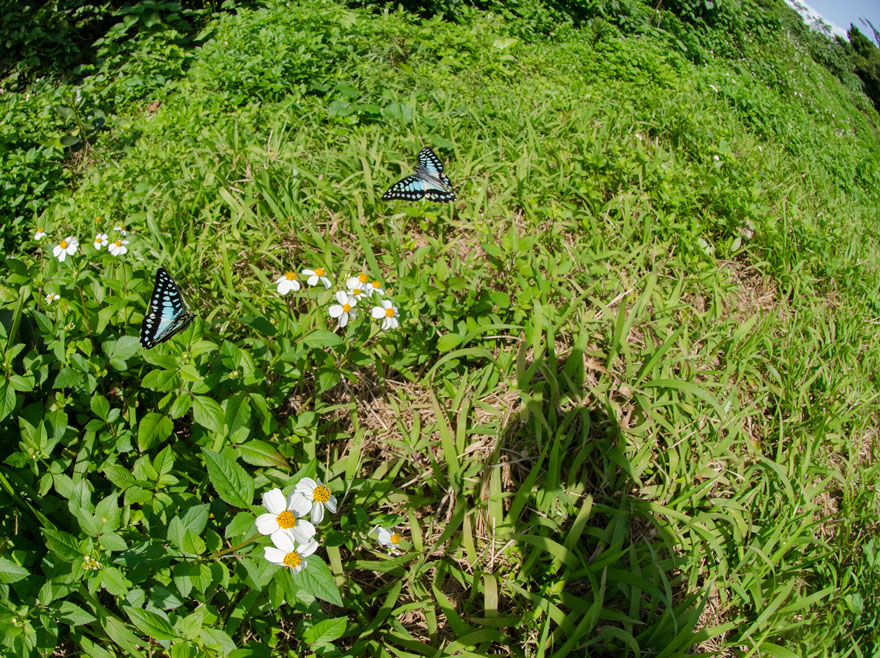 八重山諸島春のアゲハチョウたちin2017.03.16～19①_a0126632_17282299.jpg