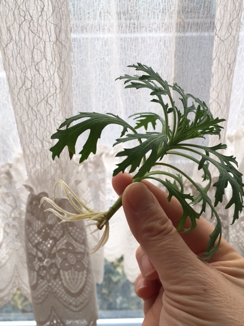f0332332_18184312.jpg