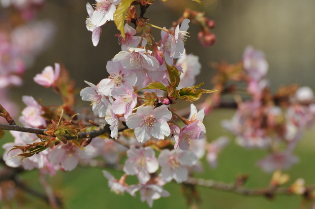 河津桜･･_a0017634_9322112.jpg