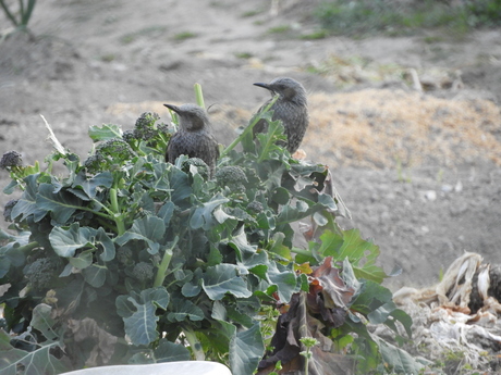 鳥たちは_f0113136_19123070.jpg