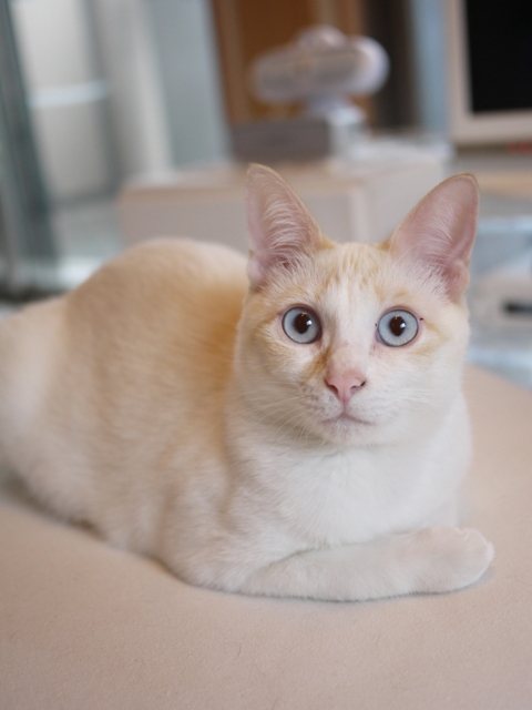 猫のお留守番 ニーナちゃん編。_a0143140_20202542.jpg