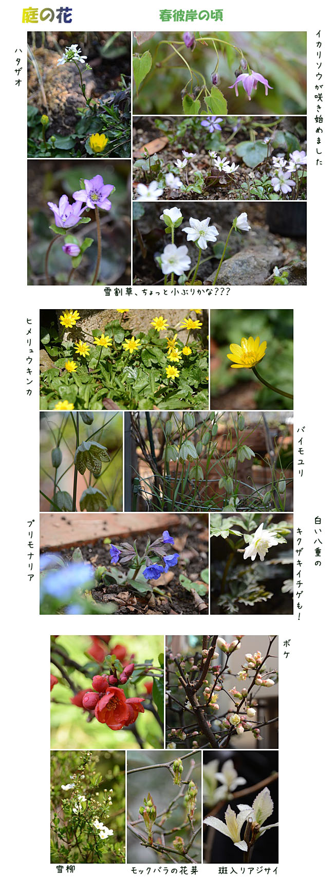 　　庭の花　　　うましうるわし奈良_e0020954_17182663.jpg