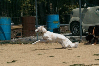 c0260264_1525538.gif