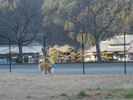 松阪わんわんパラダイスへ　その１。_a0232774_11341813.jpg