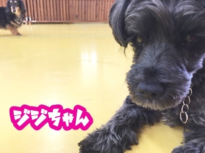 ドッグランに潜入♪♪_f0357682_16260855.jpg