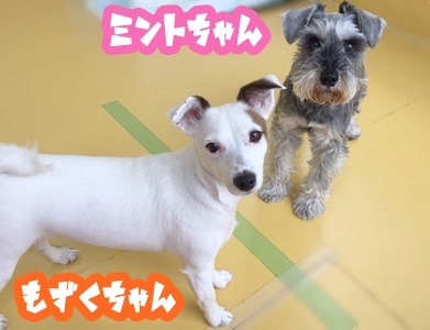 ドッグランに潜入♪♪_f0357682_16264126.jpg
