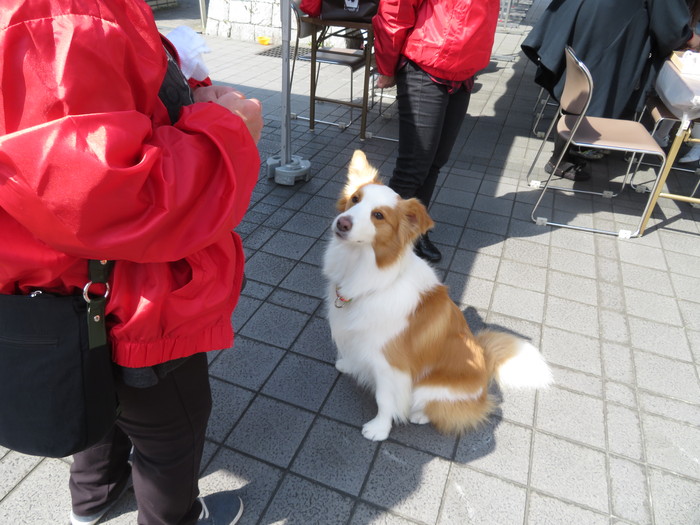 川西市美化環境部主催　キッズ「り・ぼ・ん」2017に参加してまいりました。_a0166183_15463038.jpg