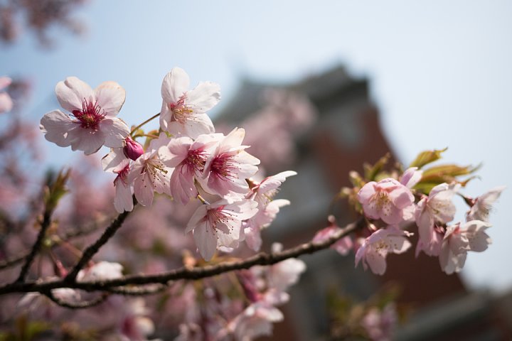 桜の季節が始まった市政資料館_d0353489_22255512.jpg