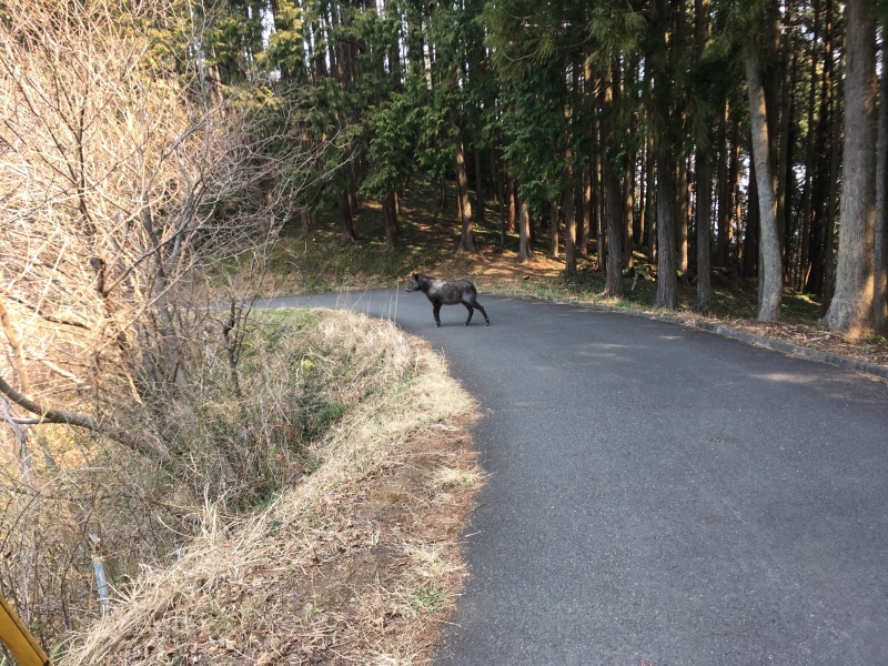 山歩き  日和田山_a0129492_11075423.jpg