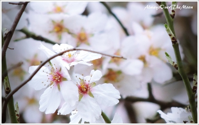 花の雨 俳句 Always Over The Moon