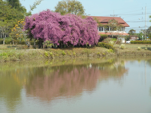 タイの花と樹木シリーズ①_b0030201_8555632.jpg