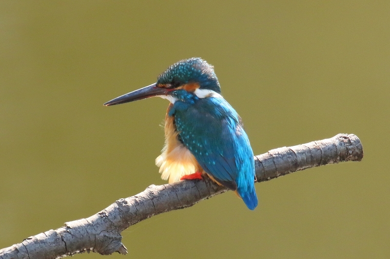 繁殖期を迎え奮闘するカワセミの「カワ男」君（葛飾区、水元公園）_b0291402_15272743.jpg