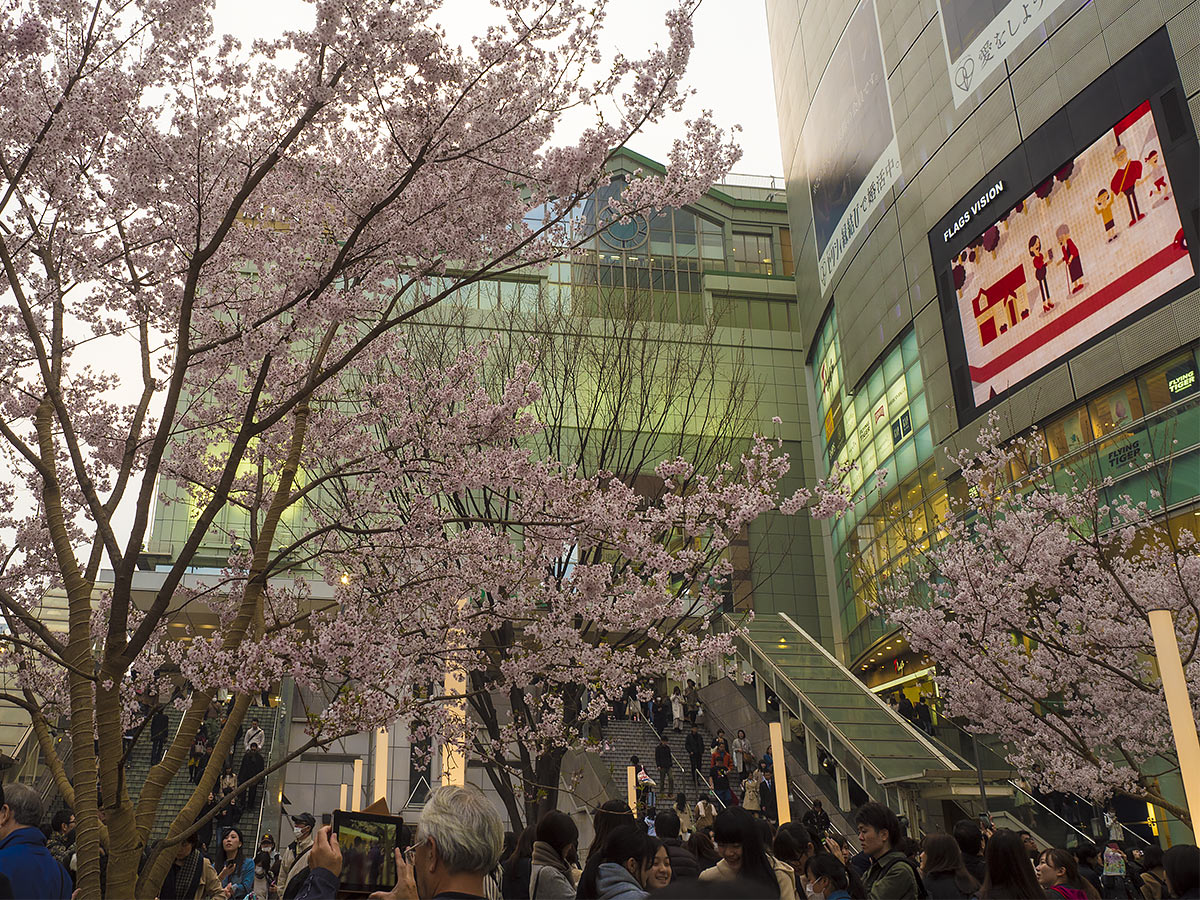 桜咲く・・・　　３月20日（月・祝）　5986_b0069507_3103787.jpg