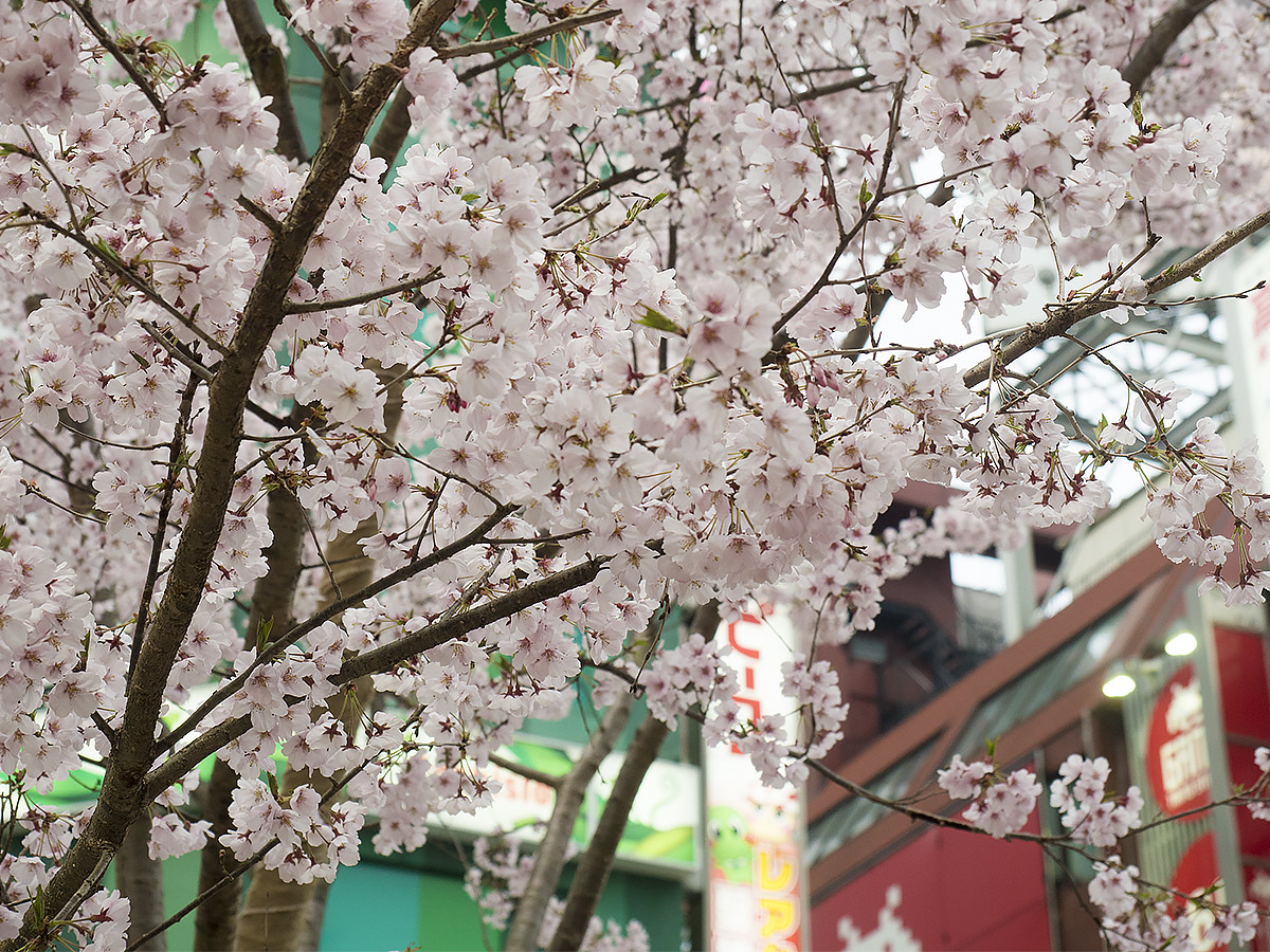 桜咲く・・・　　３月20日（月・祝）　5986_b0069507_33376.jpg