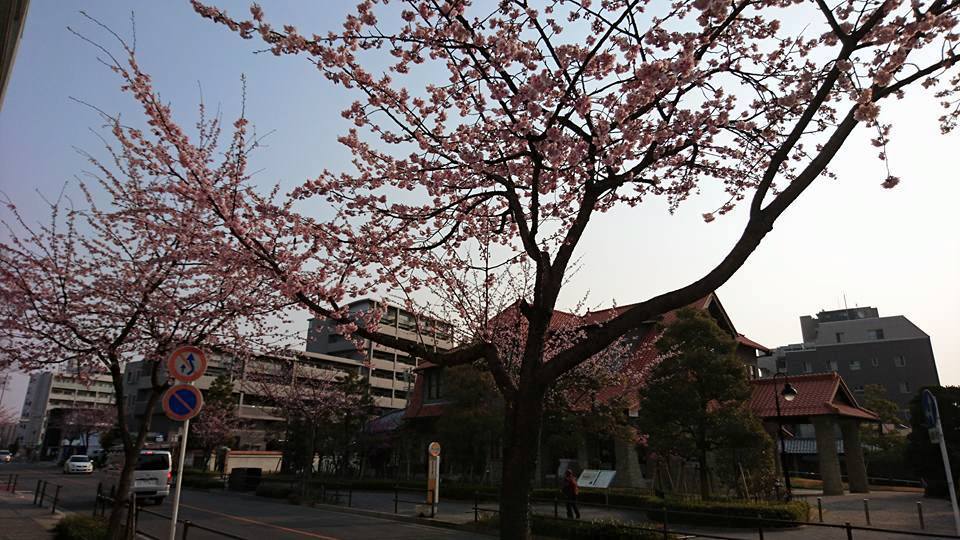 高岳の桜並木_c0152507_04091456.jpg