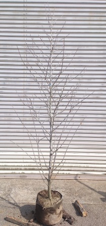 ムクゲ 槿_e0202111_00485415.jpg