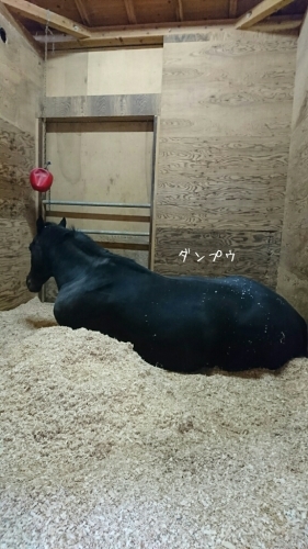 b0187620_20333729.jpg
