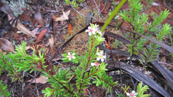 Sannantha leratii_d0187020_0183996.jpg