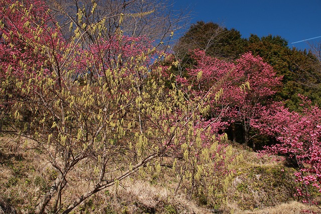 鬼ヶ城ハナジョウキブシ満開_e0321325_8363382.jpg