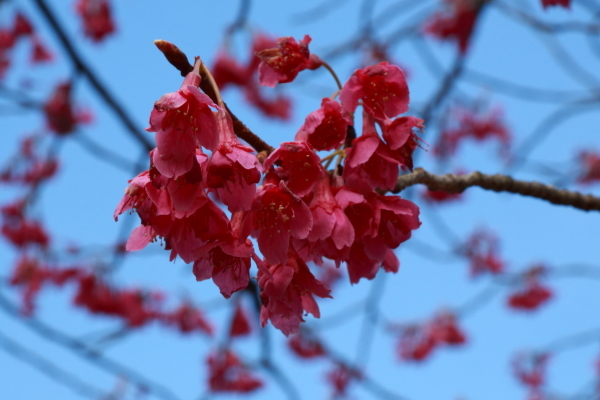 昭和記念公園その２_f0229832_08591037.jpg