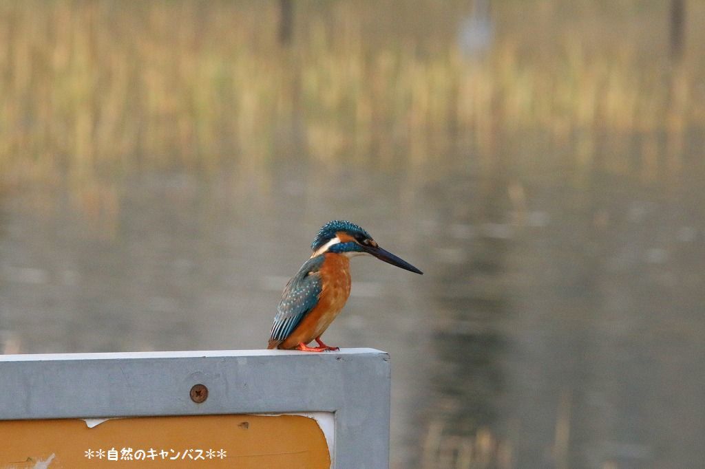 カワセミの鳴き声を初めて聞きました O 自然のキャンバス