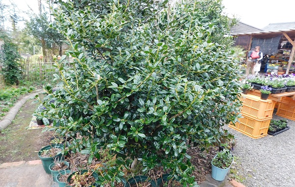 f0042737_11252143.jpg