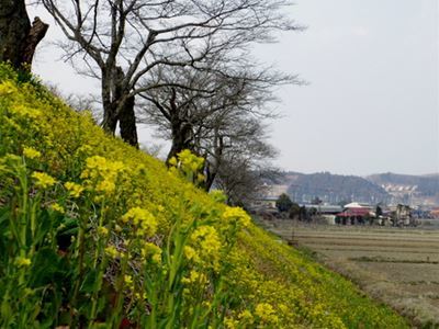 東那須野公園のﾗｯﾊﾟ水仙_b0220251_21254154.jpg