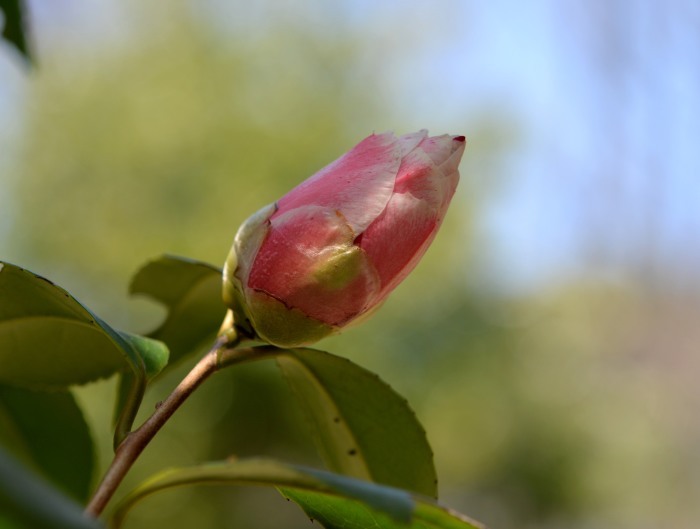 桜が開花_c0205858_16023981.jpg